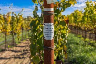 Agriculture,  Dry Creek road, Healdsburg, CA 95448 - 12