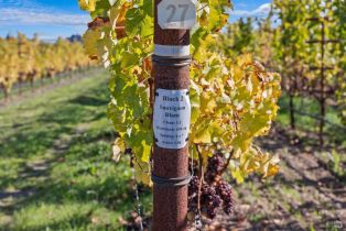 Agriculture,  Dry Creek road, Healdsburg, CA 95448 - 11