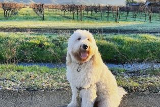 Single Family Residence,  Forrester lane, Yountville, CA 94599 - 53