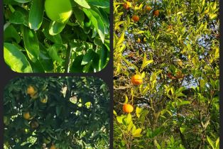 Single Family Residence,  Burke place, Sonoma, CA 95476 - 82