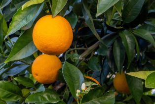 Single Family Residence,  E street, Napa, CA 94559 - 27