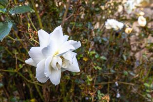 Single Family Residence,  E street, Napa, CA 94559 - 24