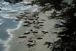 Single Family Residence,  Dune Drift Close none, Sea Ranch, CA 95497 - 41