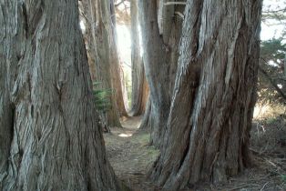 Single Family Residence,  Dune Drift Close none, Sea Ranch, CA 95497 - 42