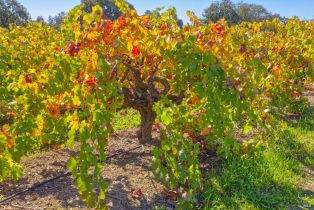 Single Family Residence,  Willowside road, Santa Rosa, CA 95401 - 38