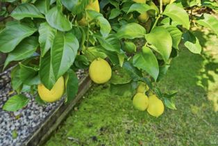 Single Family Residence, Newport drive, Napa, CA 94559 - 21