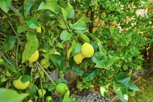 Single Family Residence, Newport drive, Napa, CA 94559 - 22