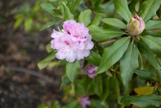 Single Family Residence, Temelec circle, Sonoma, CA 95476 - 7