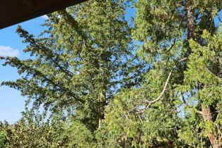 Single Family Residence,  Carr avenue, Santa Rosa, CA 95404 - 34