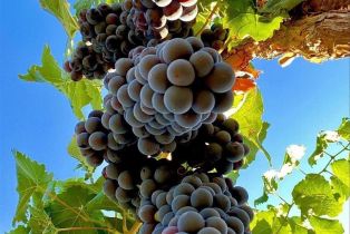 Townhouse, Valley Club circle, Napa, CA 94558 - 49