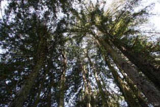 Residential Acreage,  Barnett Valley road, Sebastopol, CA 95472 - 16