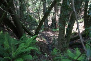 Residential Acreage,  Barnett Valley road, Sebastopol, CA 95472 - 13