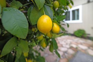 Single Family Residence, Overlook drive, Santa Rosa, CA 95409 - 45