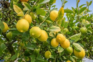 Single Family Residence, Cleveland avenue, Santa Rosa, CA 95401 - 24