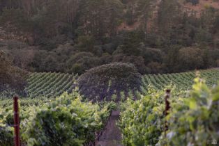 Single Family Residence,  Bloomfield road, Sebastopol, CA 95472 - 7