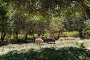 Single Family Residence, Trinity road, Glen Ellen, CA 95442 - 45
