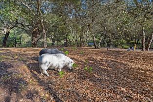 Single Family Residence,  Trinity road, Glen Ellen, CA 95442 - 47