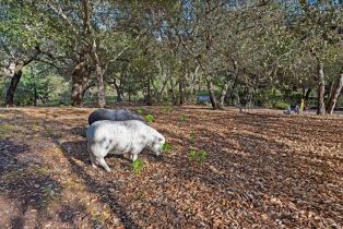 Single Family Residence,  Trinity road, Glen Ellen, CA 95442 - 34