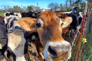 Single Family Residence,  Ludwig avenue, Santa Rosa, CA 95407 - 49