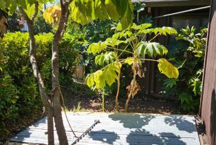 Single Family Residence,  Center street, Healdsburg, CA 95448 - 32