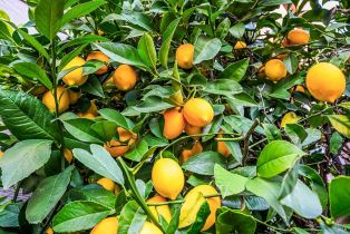 Single Family Residence, River Pine circle, Petaluma, CA 94954 - 40