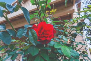 Single Family Residence, Alana way, Cloverdale, CA 95425 - 27