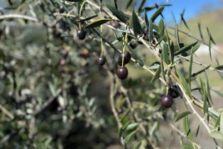 Residential Lot,  Franz Valley road, Santa Rosa, CA 95404 - 11