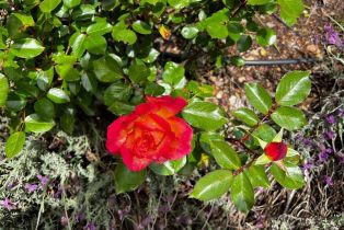 Single Family Residence,  Wood Valley road, Sonoma, CA 95476 - 36