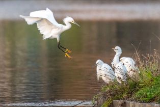 Single Family Residence,  Lakewood drive, Windsor, CA 95492 - 12