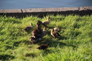 Single Family Residence,  Lakewood drive, Windsor, CA 95492 - 49