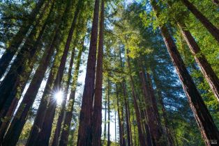 Agriculture,  Hwy 128 none, Calistoga, CA 94515 - 16