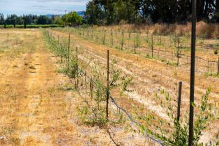 Agriculture,  8th street, Sonoma, CA 95476 - 30