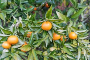 Single Family Residence, Riverside drive, Sonoma, CA 95476 - 39