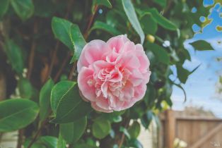 Single Family Residence,  Charles street, Santa Rosa, CA 95404 - 26