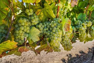 Single Family Residence,  Old Sonoma road, Napa, CA 94559 - 17