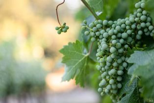 Single Family Residence, Anderson lane, Angwin, CA 94508 - 7