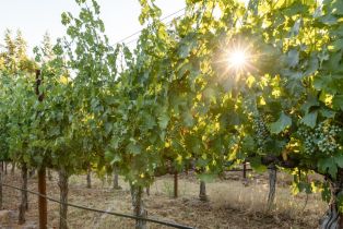 Single Family Residence, Anderson lane, Angwin, CA 94508 - 6