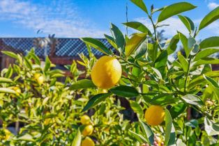 Single Family Residence,  Misty court, Santa Rosa, CA 95403 - 44