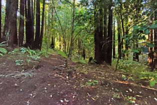 Single Family Residence, Bittner road, Occidental, CA 95465 - 7