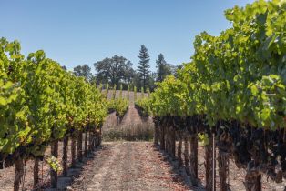 Agriculture,  River road, Windsor, CA 95492 - 5