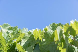 Agriculture,  River road, Windsor, CA 95492 - 11