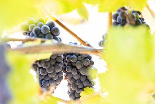 Agriculture,  River road, Windsor, CA 95492 - 9