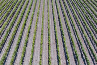 Agriculture,  River road, Windsor, CA 95492 - 16