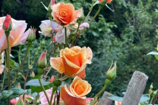 Single Family Residence, Deer lane, Sebastopol, CA 95472 - 46