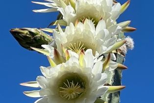 Single Family Residence, Deer lane, Sebastopol, CA 95472 - 54