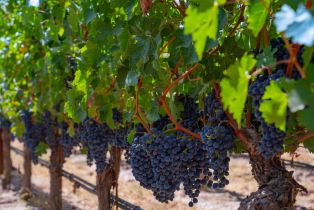 Single Family Residence,  3rd avenue, Napa, CA 94558 - 6