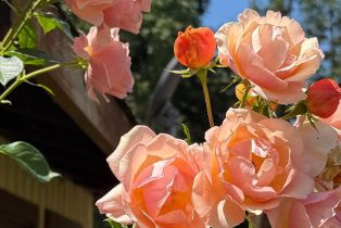 Single Family Residence, 1927 Marsh Rd, Santa Rosa, CA  Santa Rosa, CA 95403