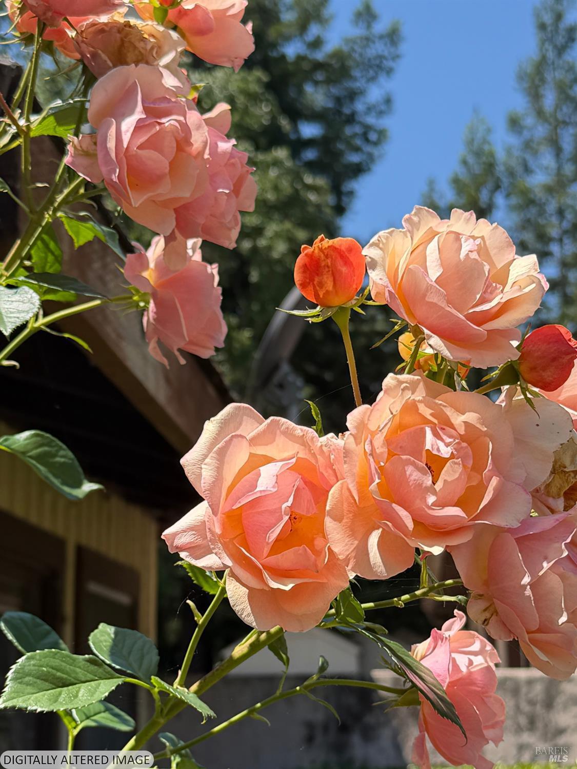 Single Family Residence, Marsh road, Santa Rosa, CA 95403 - 1