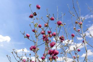 Single Family Residence,  Mulberry avenue, Sonoma, CA 95476 - 16