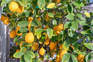 Single Family Residence,  Mulberry avenue, Sonoma, CA 95476 - 43